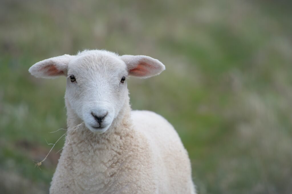 The different forms of wool that exist – Made by Sheep